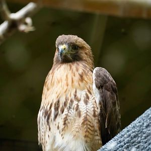 Red-Tailed Hawk