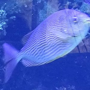 Siganus javus ?? Tierpark Hellabrunn 2024