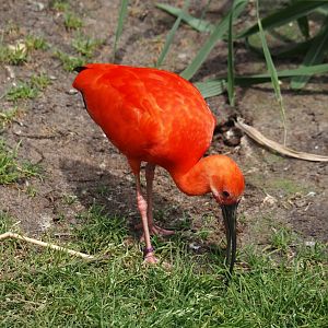 Scarlet ibis (Eudocimus ruber), 2024-05-21