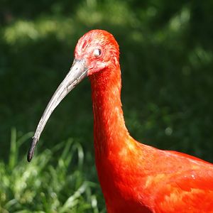 Scarlet ibis (Eudocimus ruber), 2024-05-23