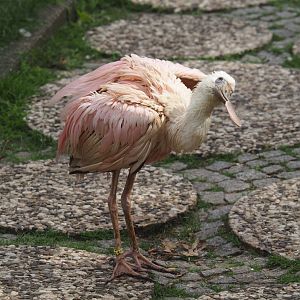 Juvenile Roseate spoonbill (Platalea ajaja), 2024-05-21