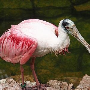 Juvenile Roseate spoonbill (Platalea ajaja), 2024-05-21