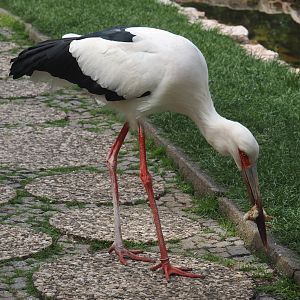 Maguari stork (Ciconia maguari), 2024-05-21