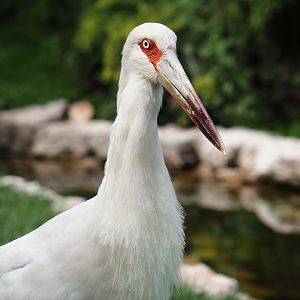 Maguari stork (Ciconia maguari), 2024-05-21