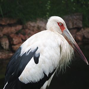 Maguari stork (Ciconia maguari), 2024-05-22