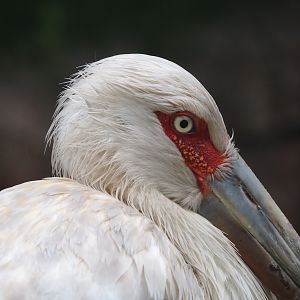 Maguari stork (Ciconia maguari), 2024-05-22