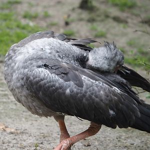 Crested screamer (Chauna torquata), 2024-05-21