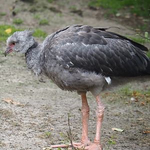 Crested screamer (Chauna torquata), 2024-05-21