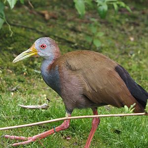 Giant wood rail (Aramides ypecaha), 2024-05-21