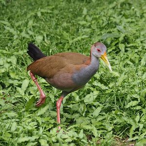 Giant wood rail (Aramides ypecaha), 2024-05-21