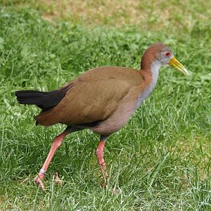 Giant wood rail (Aramides ypecaha), 2024-05-21