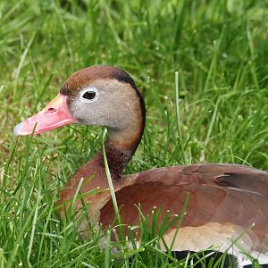Black-bellied whistling-duck (Dendrocygna autumnalis), 2024-05-21