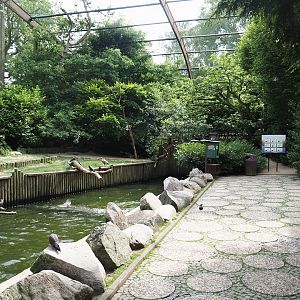 Freiflughalle - Section section, Brandungsanlage, coastal aviary with wave machine in pool, 2024-05-21