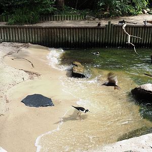 Freiflughalle - Section section, Brandungsanlage, coastal aviary - Beach area showing wave machine in action, 2024-05-21