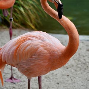 American Flamingo