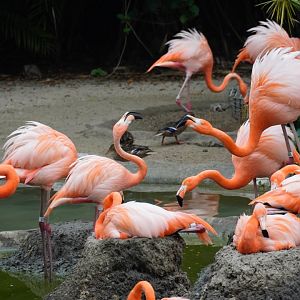 American Flamingo Flock