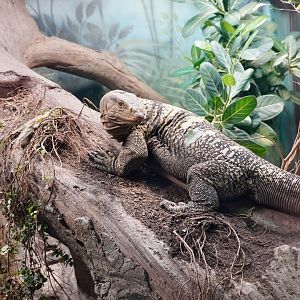 Gray’s Monitor