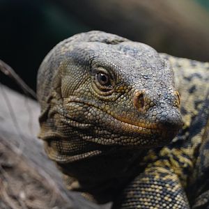 Gray’s Monitor