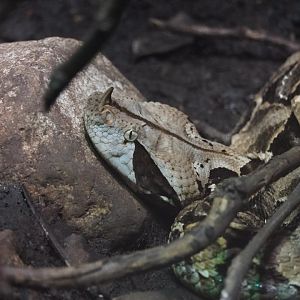 Gaboon Viper