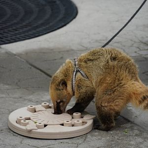 Ambassador South American Coati