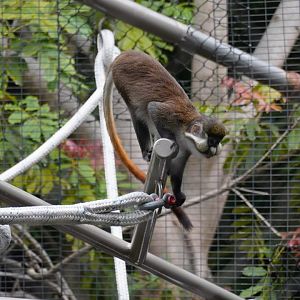 Schmidt’s Red-Tailed Guenon