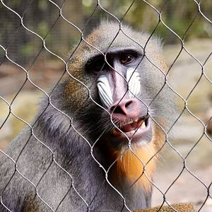 Mandrill