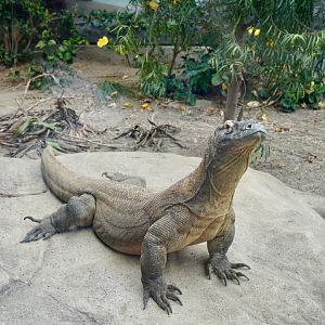 Komodo Dragon