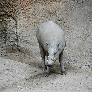 North Sulawesi Babirusa