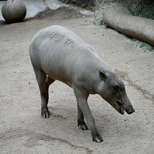 North Sulawesi Babirusa