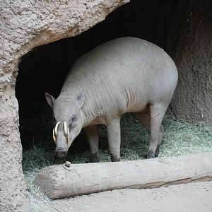 North Sulawesi Babirusa