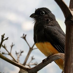 Black-Headed Trogon