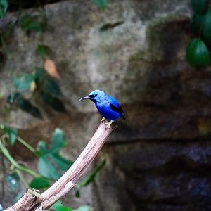 Purple Honeycreeper