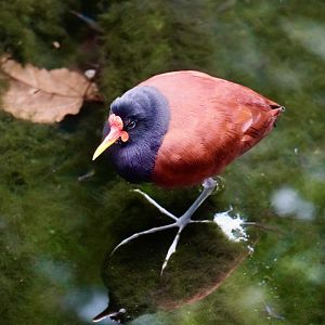 Wattled Jacana