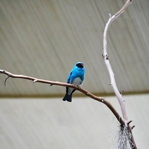 Swallow Tanager