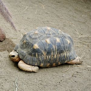 Radiated Tortoise