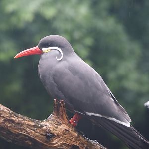 Inca tern (Larosterna inca), 2024-05-21