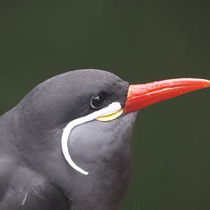 Inca tern (Larosterna inca), 2024-05-21