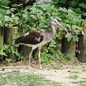 American white ibis (Eudocimus albus), 2024-05-21