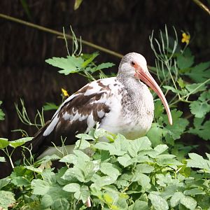 American white ibis (Eudocimus albus), 2024-05-21