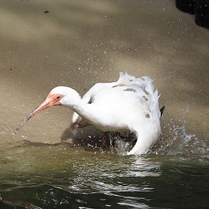 Bathing American white ibis (Eudocimus albus), 2024-05-21