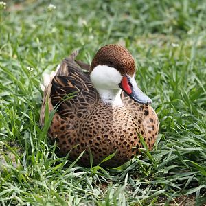 White-cheeked pintail (Anas bahamensis), 2024-05-21
