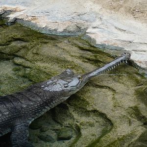 Gharial