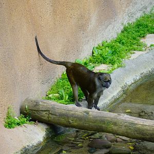 Allen’s Swamp Monkey