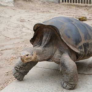 Galapagos Giant Tortoise