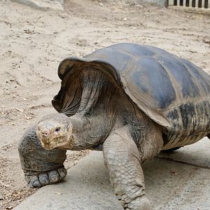 Galapagos Giant Tortoise