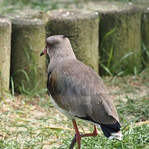 Southern lapwing (Vanellus chilensis), 2024-05-21
