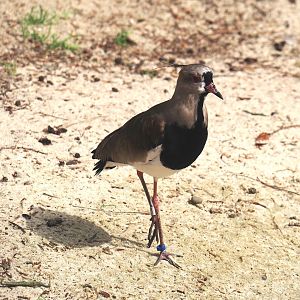 Southern lapwing (Vanellus chilensis), 2024-05-21