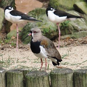 Southern lapwing (Vanellus chilensis), 2024-05-21