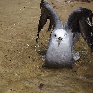 Bathing Grey gull (Leucophaeus modestus), 2024-05-21