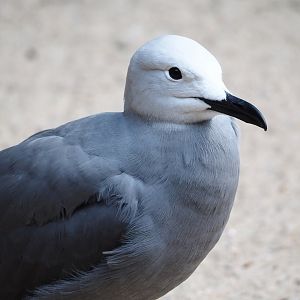 Grey gull (Leucophaeus modestus), 2024-05-23
